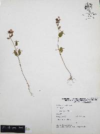 Cuphea procumbens image