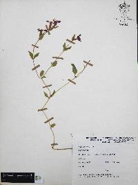 Cuphea procumbens image