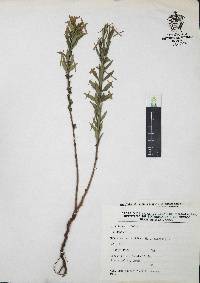 Heimia salicifolia image