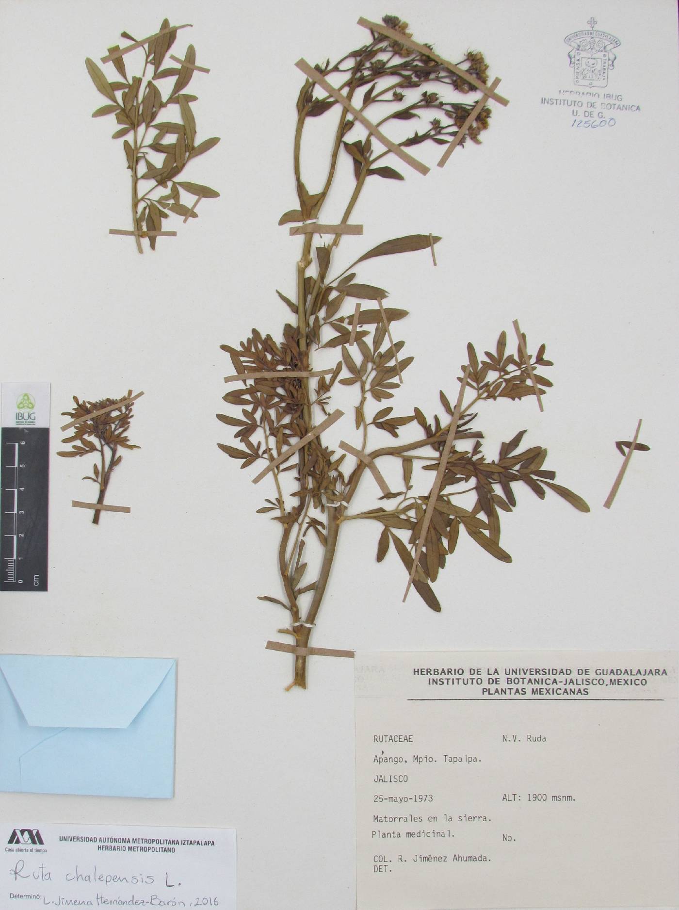 Ruta chalepensis image