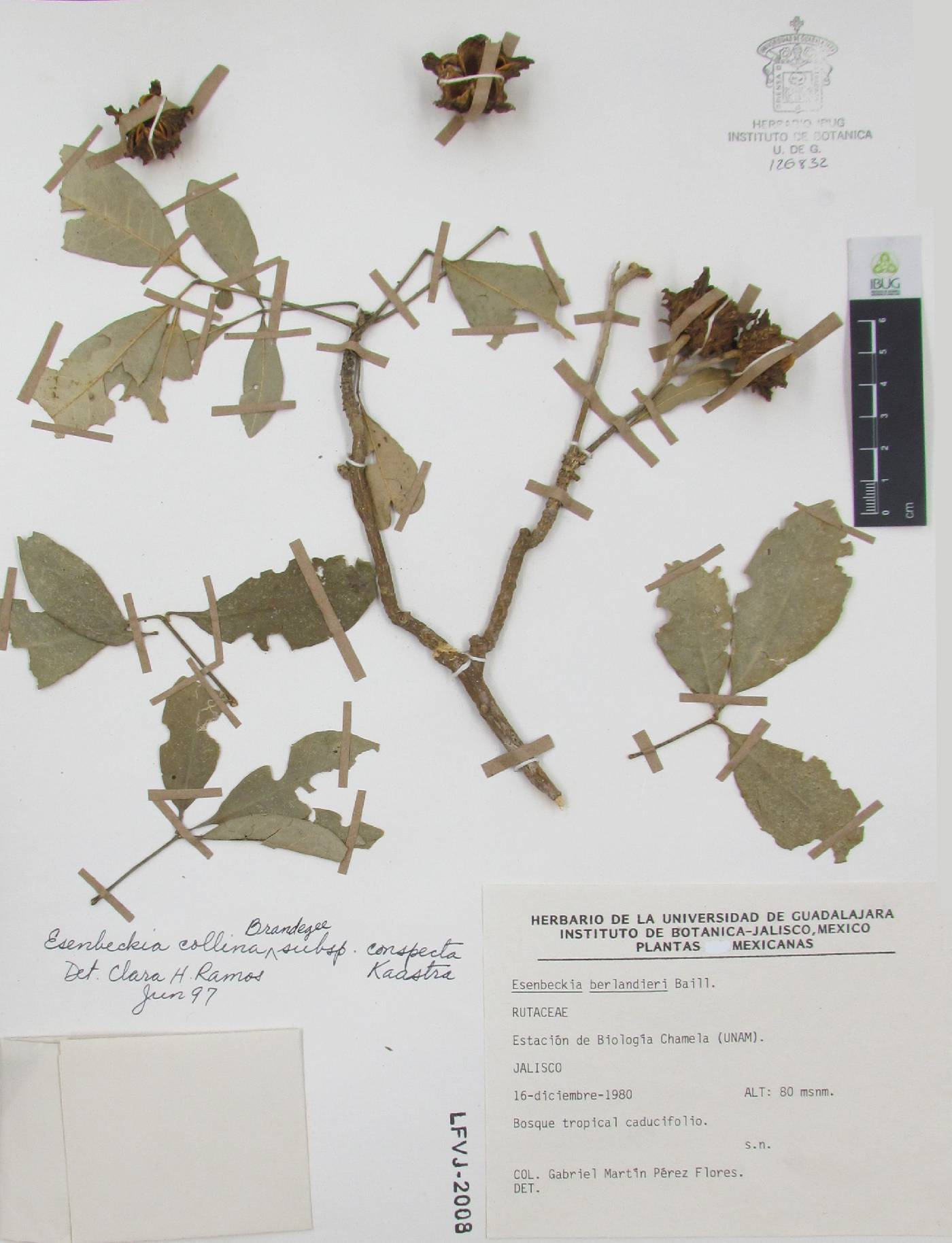 Esenbeckia conspecta image