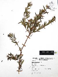 Heimia salicifolia image