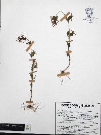 Cuphea tolucana image