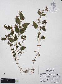 Cuphea wrightii image