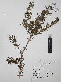 Heimia salicifolia image