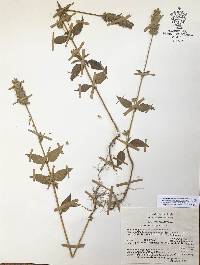 Salvia hispanica image