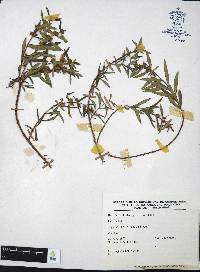 Heimia salicifolia image