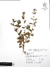 Cuphea procumbens image