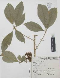 Casimiroa tetrameria image