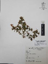 Ruellia pilosa image