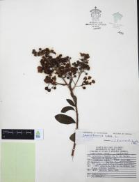 Lagerstroemia indica image