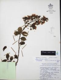 Lagerstroemia indica image