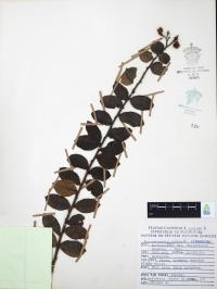 Lagerstroemia indica image