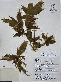 Ruellia mcvaughii image