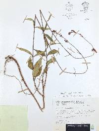 Cuphea hookeriana image