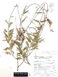 Cuphea hookeriana image