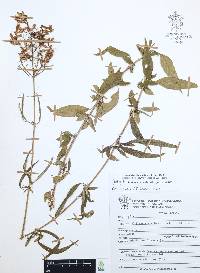 Cuphea hookeriana image
