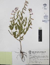 Cuphea procumbens image