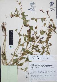 Cuphea procumbens image