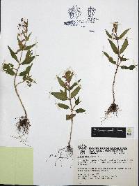 Cuphea procumbens image