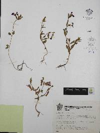 Cuphea procumbens image