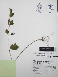 Cuphea procumbens image