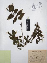 Adenaria floribunda image