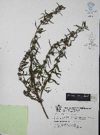 Heimia salicifolia image