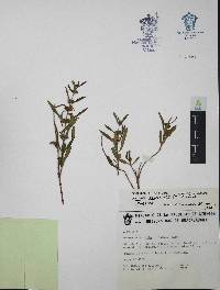 Heimia salicifolia image