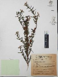 Heimia salicifolia image