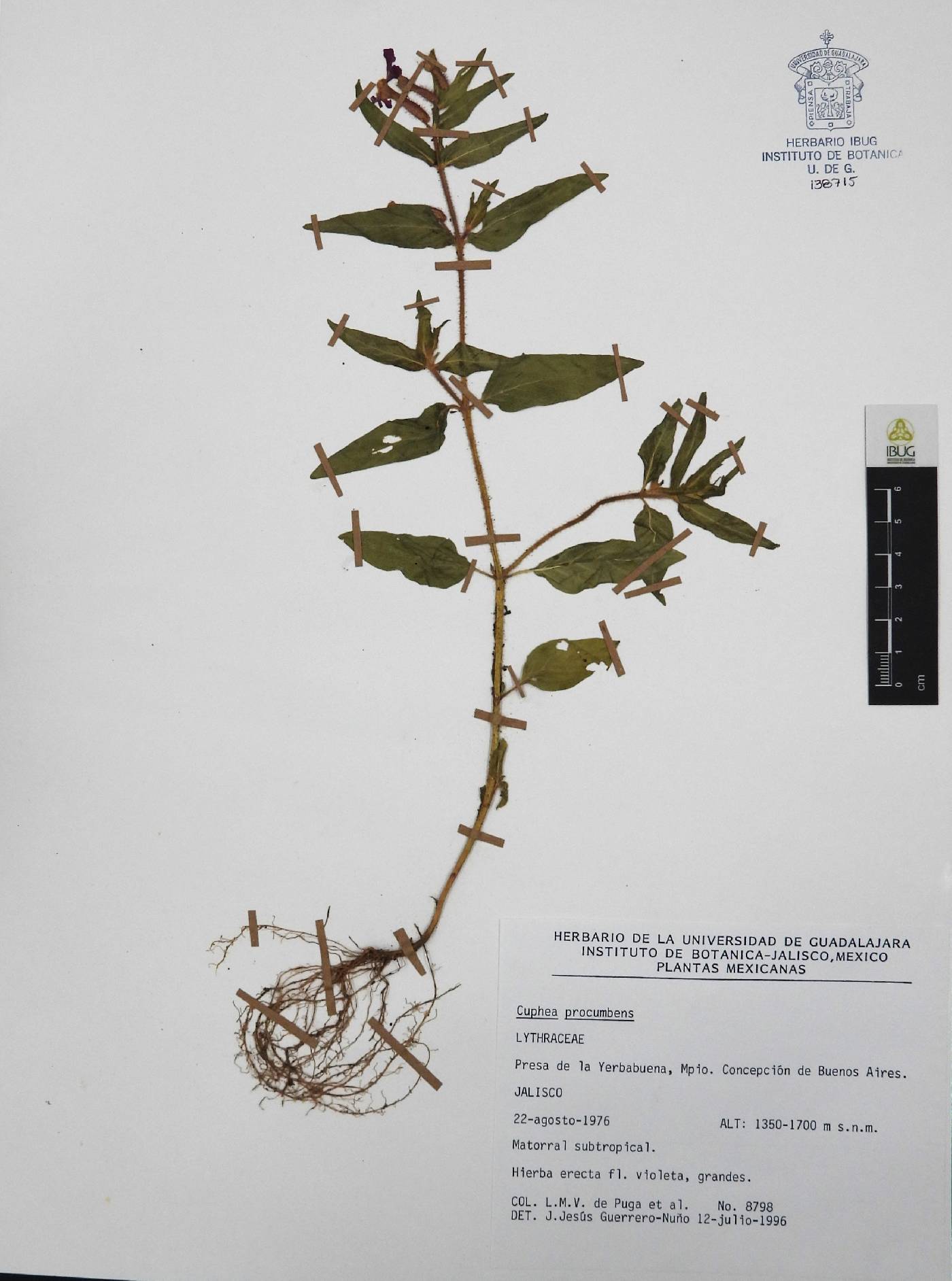 Cuphea procumbens image