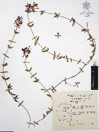 Cuphea aequipetala image
