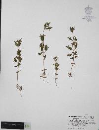 Cuphea wrightii image