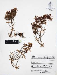 Sedum guadalajaranum image