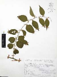 Phyllanthus acuminatus image