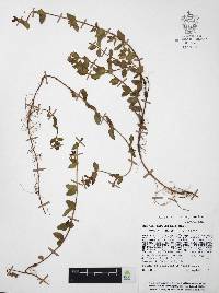 Cuphea aequipetala image