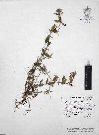 Cuphea aequipetala image