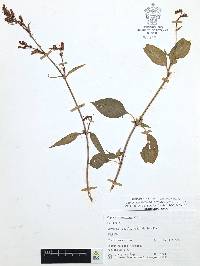 Cuphea hookeriana image
