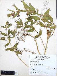 Cuphea procumbens image