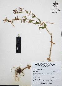 Cuphea procumbens image