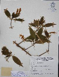 Ruellia mcvaughii image