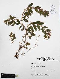 Cuphea procumbens image