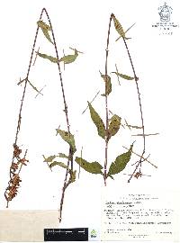 Cuphea hookeriana image