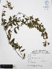 Cuphea procumbens image