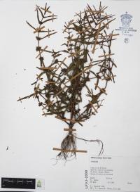Ammannia robusta image