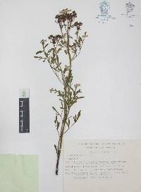 Ruta chalepensis image