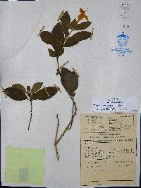 Ruellia mcvaughii image