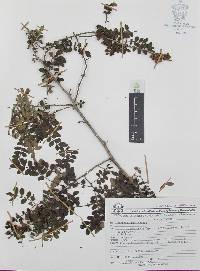 Zanthoxylum fagara image