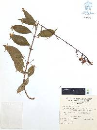 Cuphea hookeriana image