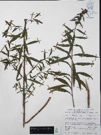 Heimia salicifolia image